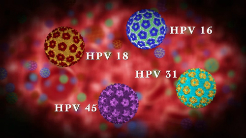 các chủng virus hpv