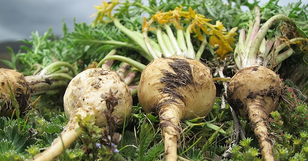 củ maca tươi