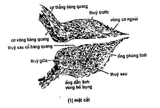 tuyến tiền liệt