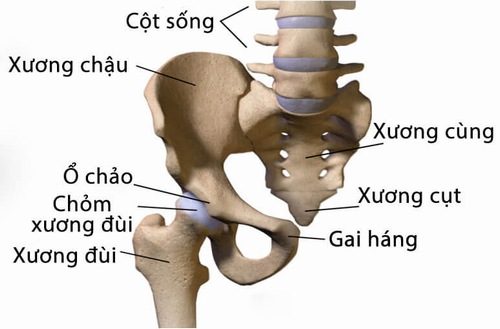 xương cụt