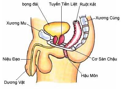 tuyến tiền liệt